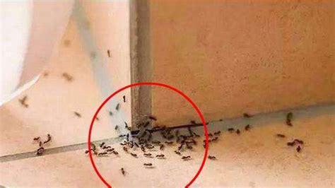 家里很多蚂蚁风水 辣椒串